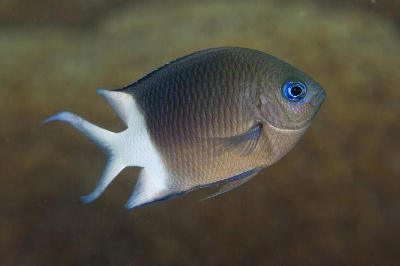 The Spiny Damselfish, Acanthochromis polyacanthus, is the fish used in the research.
